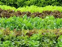 unsplash_8kkK7wFJCK8_lettuce.webp